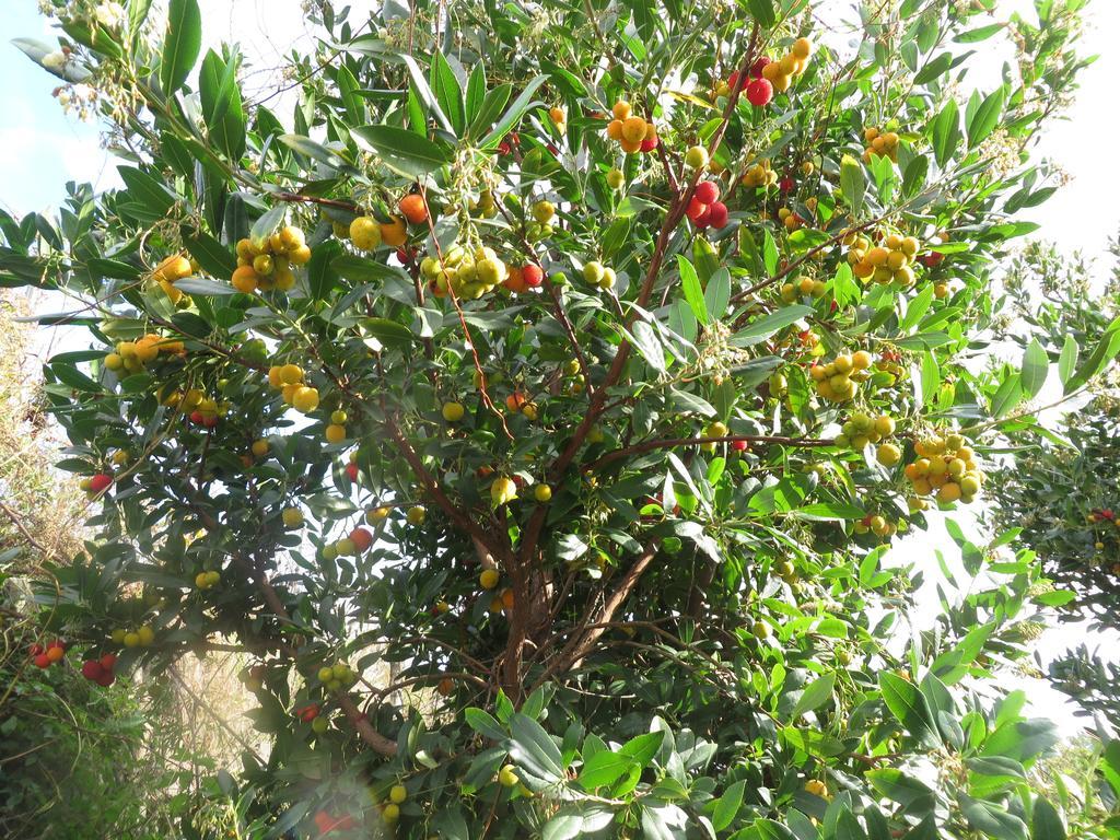 Agriturismo Le Case Del Merlo Milo Bagian luar foto